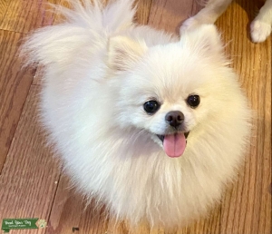 1 year old female Pomeranian white Listing Image