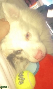 Blue Merle pomsky  Listing Image