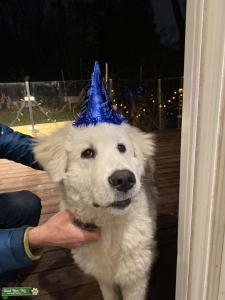 Adorable giant looking for a bitch Listing Image