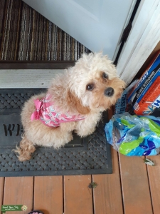 Blonde cavapoo Listing Image