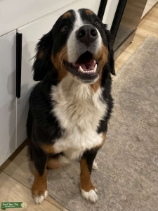 Beautiful AKC Bernese Mountain Dog Female Listing Image