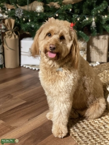 Mini Goldendoodle Listing Image