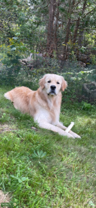 LARGE Golden Retriever stud Listing Image