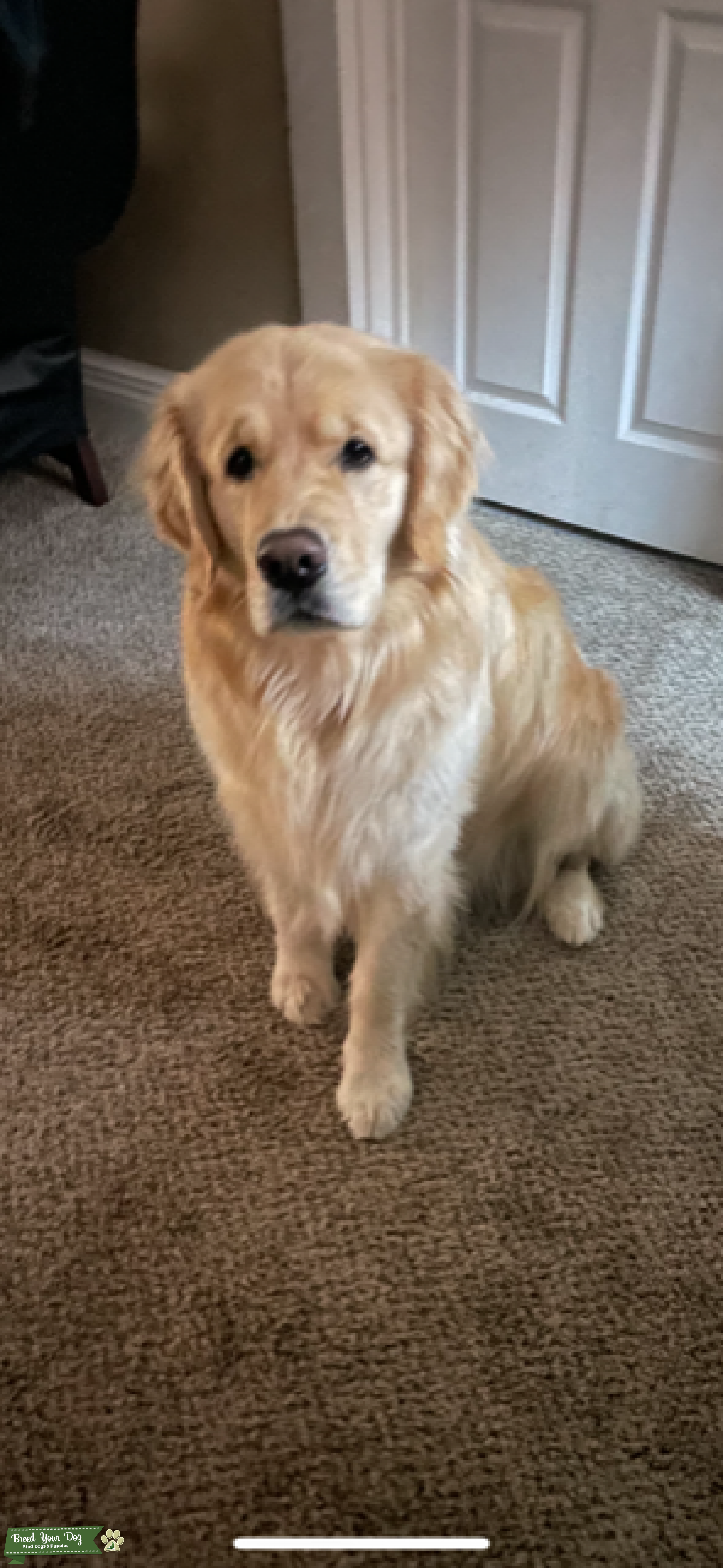 LARGE Golden Retriever stud Stud Dog NW Ohio Breed Your Dog