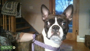 Boston Terrier Listing Image