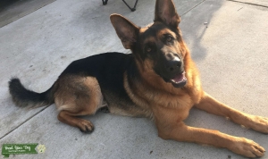 4-Year-Old Stud GSD Ready for Mating Listing Image