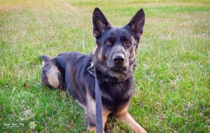 New Stud Dog Listing Image