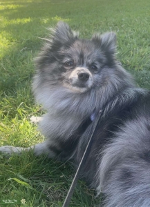 Blue Black Merle Listing Image