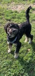 F1 Bernedoodle Stud Listing Image
