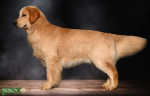 OFA Clear  Champion bloodlines  Show Winner Listing Image