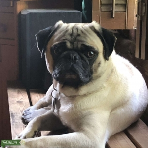 Fawn AKC Pug Stud Listing Image