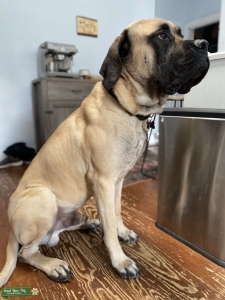Fawn English Mastiff Stud Listing Image
