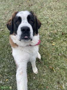 Handsome St. Bernard stud Listing Image