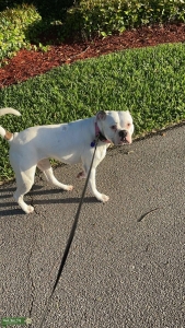 American Bulldog Female Listing Image
