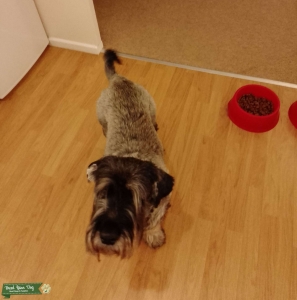 Standard Schnauzer Stud Listing Image