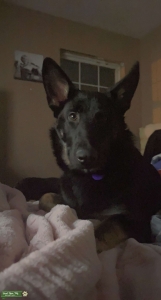 10 month old German Shepherd stud Listing Image