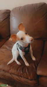 White and light brown chihuahua mix Listing Image