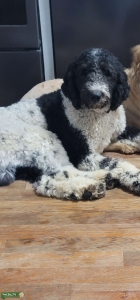 Standard poodle Male stud  Listing Image