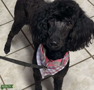 Black Labradoodle with a few brown spots Listing Image