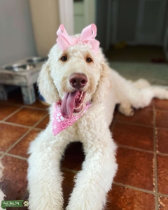 F2 Goldendoodle: Mostly white, with a little apricot golden doodle looking for her mate  Listing Image