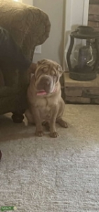 Shar Pei Listing Image