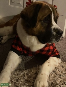 St. Bernard (Female) Listing Image
