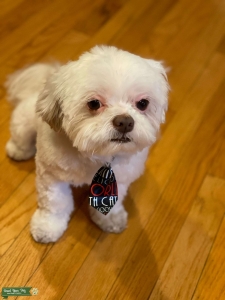 Shih tzu ladies welcome!  Listing Image