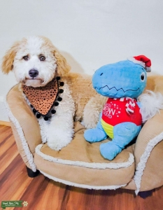 Mini Aussiedoodle Stud Listing Image