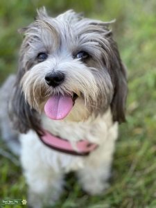 Maltese Looking to have puppies Listing Image
