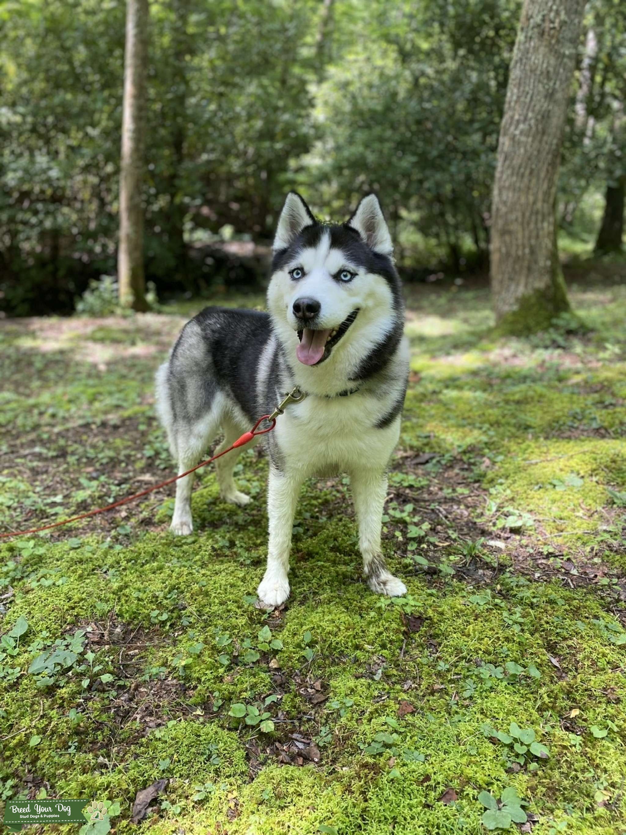 Looking for a full blooded Siberian Husky Mate Stud Dog in Aiken