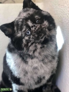 Pomeranian Stud Listing Image