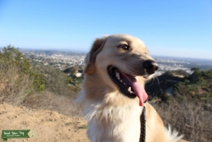 Looking to mate Golden Retriever with Female for puppies Listing Image