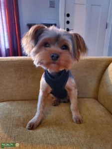 Yorkshire Terrier Stud Listing Image