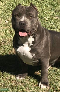 Blue nose bully Listing Image