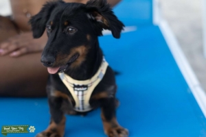 Stud looking for a partner  Listing Image