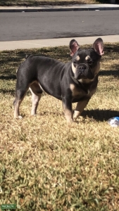 Stud services cute energetic frenchie Listing Image