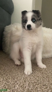 Pomsky f1b  Listing Image