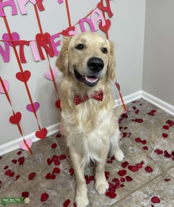 Golden retriever stud service  Listing Image
