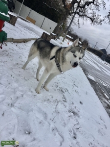 Husky Listing Image