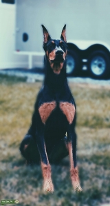 Looking for full American Doberman Stud Listing Image