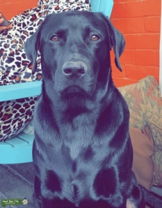 Beautiful English Lab for Stud Listing Image