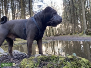 Shar Pei for stud Listing Image