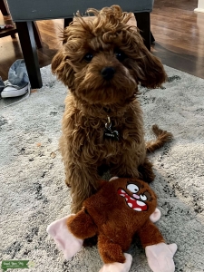 Chewy for stud Listing Image