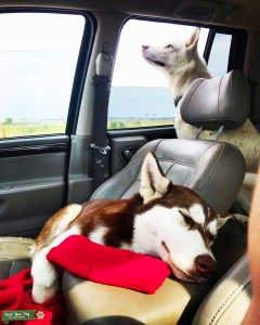Looking for male husky or malamute  Listing Image