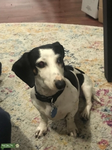 Miniature Dachshund (Piebald) Listing Image