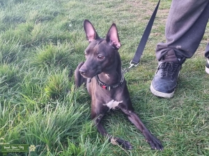 Miniature bull lurcher  Listing Image