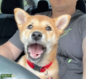 Sesame Shiba Female  Listing Image