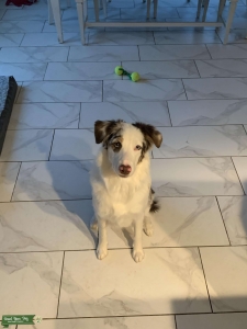 Red Merle female Listing Image