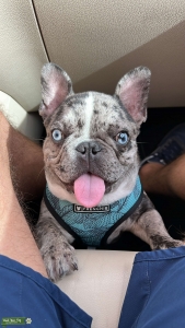 Micro Merle French Bulldog Listing Image