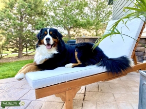 Proven Bernese Mountain Dog AKC registered Listing Image